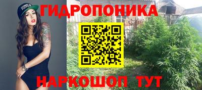 стафф Кингисепп