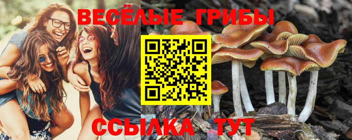 Галлюциногенные грибы мицелий Котлас